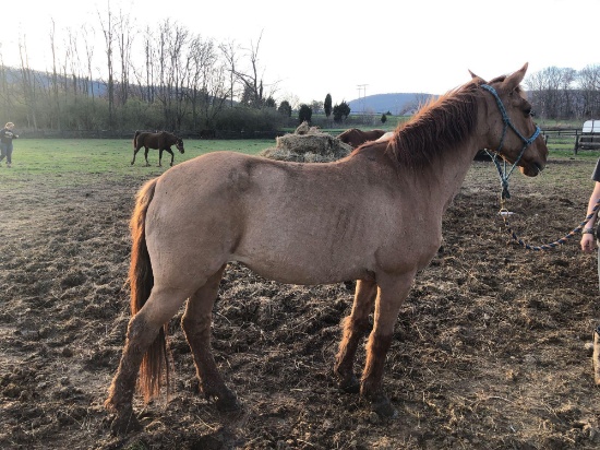 Tigger-13 Year Old Pony