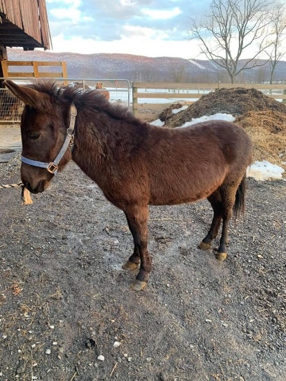 5 Year Old John Mini Mule