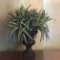 Artificial Spider Plant