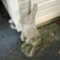 Concrete Rabbit Outdoor Statue