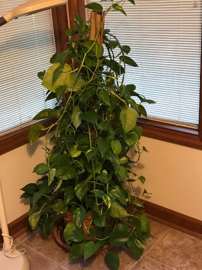 Tall Plant