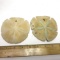 Pair of Large Colored Sand Dollars