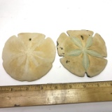 Pair of Large Colored Sand Dollars