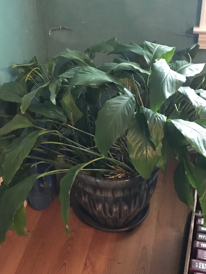 Large Plant in Pottery Planter