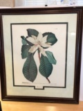Large Framed & Matted Magnolia Print