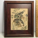 Vintage Arthur Singer Bird Print in Frame