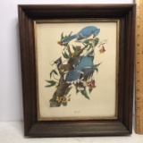 Vintage Blue Jay Print in Wooden Frame