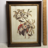 Vintage Framed Bird Print in Wooden Frame