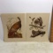 Pair of Vintage Bird Prints