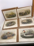 Lot of 6 Vintage John Gould Duck Prints - Sealed on Board