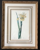 Beautiful Framed & Matted Iris Print in Ornate Gilt Frame