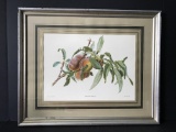 Framed & Matted Peach Tree Branch