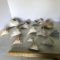 Lot of Beautiful Conch Shells