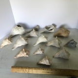 Lot of Beautiful Conch Shells