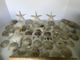 Lot of Awesome Sand Dollars & Misc Shells