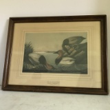Vintage Wooden Framed “Canvas Backed Duck” View of Baltimore Print Talio -Crome Reproduction