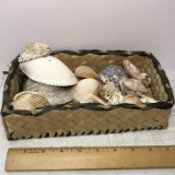 Lot of Misc Collectible Shells in Basket