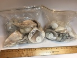 Lot of Misc Sea Shells