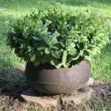 Large Outdoor Cast Iron Cauldron with Plant 18” Round
