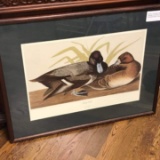 John J Audubon Duck Print