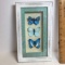 Pretty Blue Butterfly Shadow Box