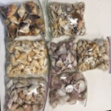 Impressive Lot of Sea Shells!