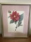 Framed & Matted “Dalea Double” Floral Print by P.J. Redoute