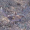 One-Row Cultivator 3Pt