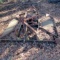 Bush Hog 3Pt