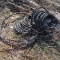 Electric Service Cable - Aluminum