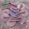 Lot of Rolling Discs