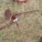 Belly Disc Plow RH for Allis Chalmers G