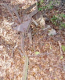 2 Bottom Pull Plow