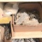 Large Lot of Cabinet Hinges & Misc Vintage Drawer Pulls - New