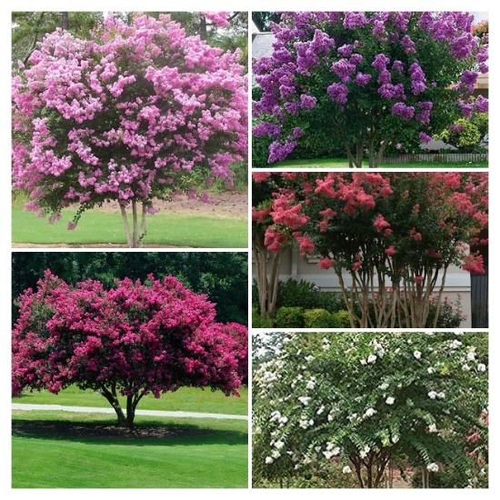 Crape Myrtle Tree Extravaganza - Online Auction