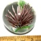 Flower Art Glass Paperweight