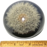 Cool “Natural Wonders” Glass Paperweight