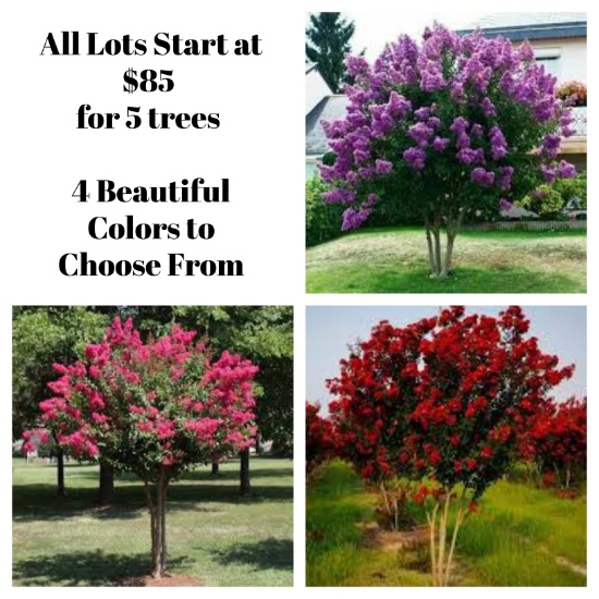 Crepe Myrtle Tree Extravaganza