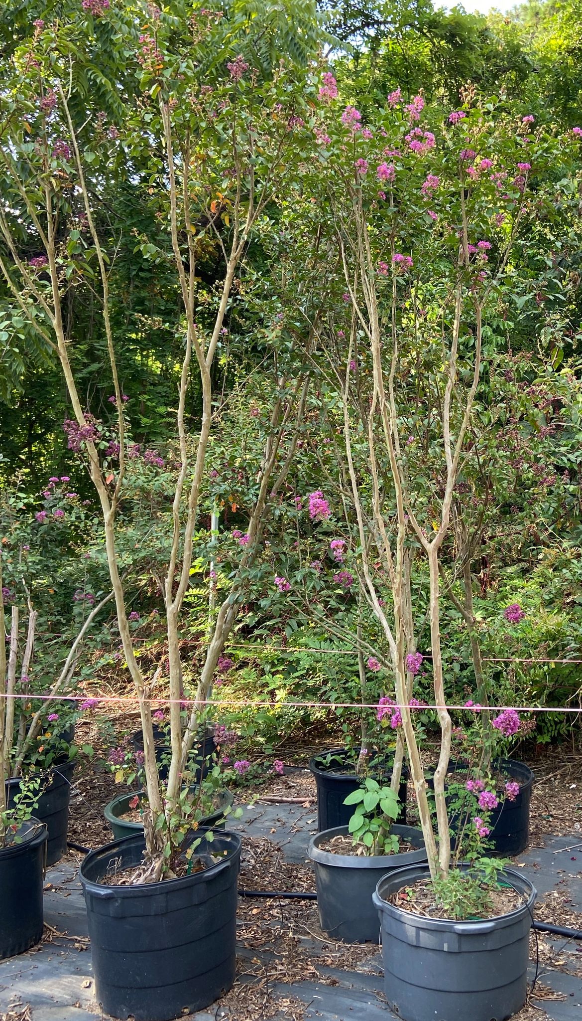 Five 15 Gallon "Catawba Purple" Crape Myrtle Proxibid