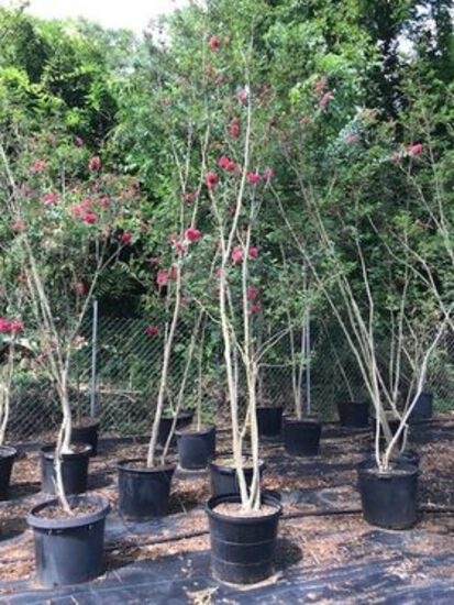 Lot of Three - 15 Gallon "Miami Hot Pink" Crape Myrtle Trees