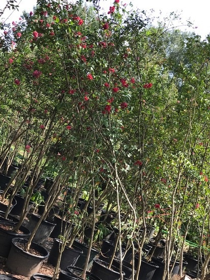 Lot of Three  -  15 Gallon "Dynamite Red" Crape Myrtle Trees