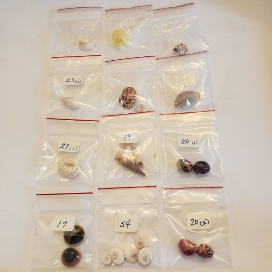 Lot of 12 Mini Bags of Shells, Various Kinds