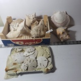 Nice Lot of Seashells and Sand Dollars