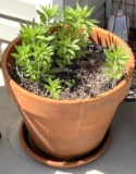 Large Clay Pot Planter