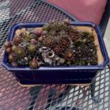 Outdoor Planter with Hens & Chicks