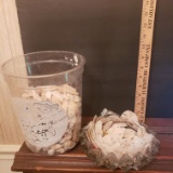 Lot of Shells and Sand Dollars