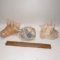 Lot of Large Conch Shells