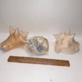 Lot of Large Conch Shells