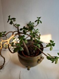 Plant in Brass Footed Planter