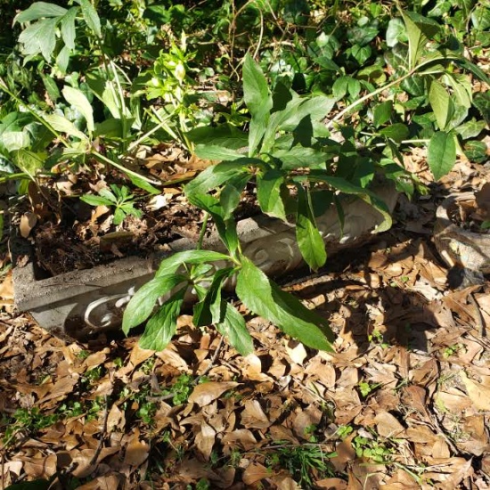 Concrete Planter with Live Plants
